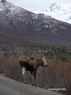 Moose in the road.  Doesn't he know about the road kill policy?